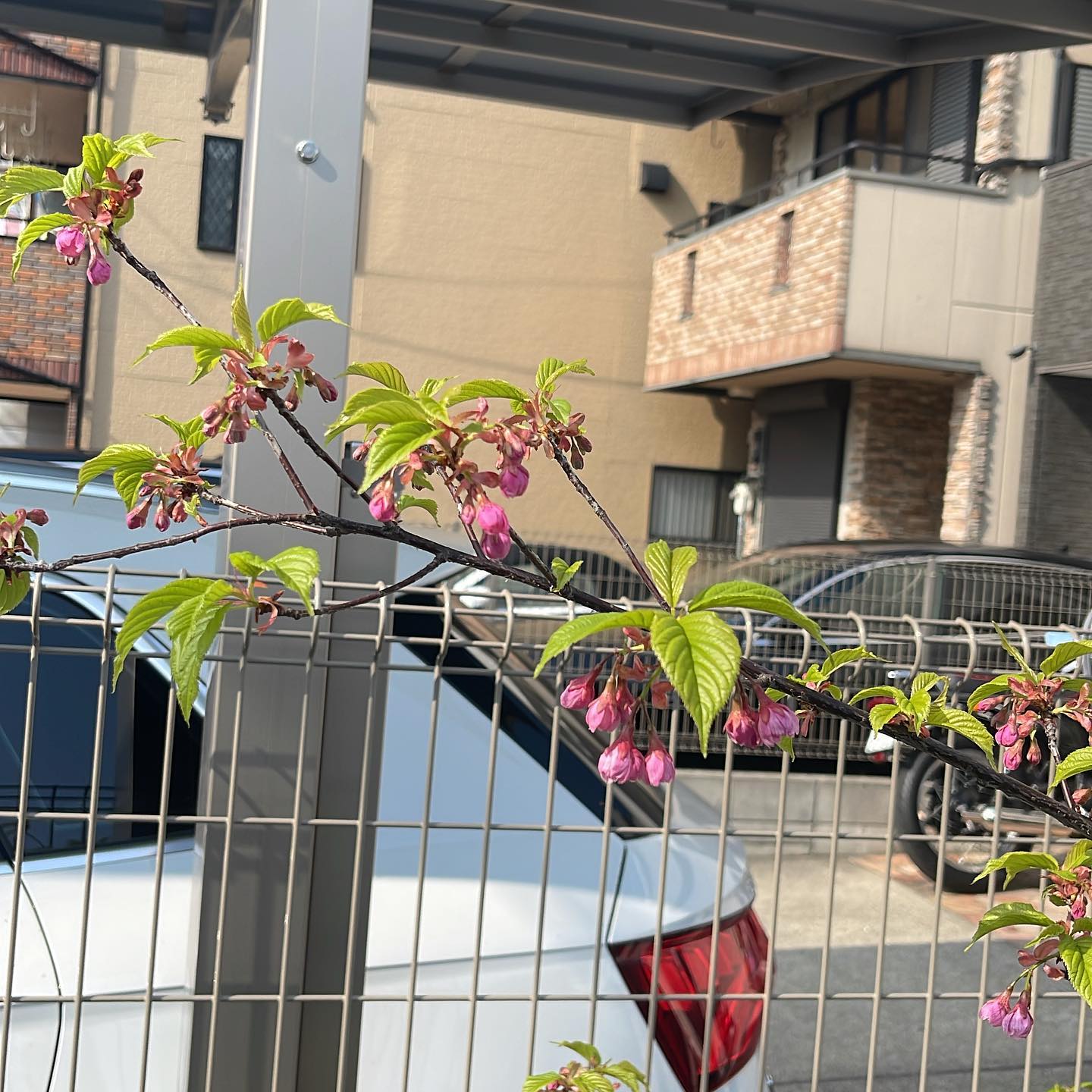 さくら日記️ボチボチ咲きそう️